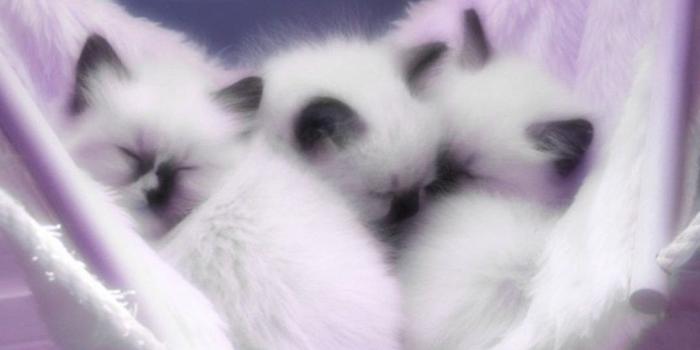 1024x768 Cute Kitten Wallpapers - Top Free Cute Kitten Backgrounds