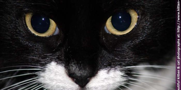 1024x768 Beautiful Cat And Kitten Wallpaper - (49+ pictures)