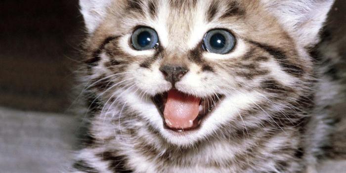 1440x900 Cute Kitten Wallpaper for Android - APK Download