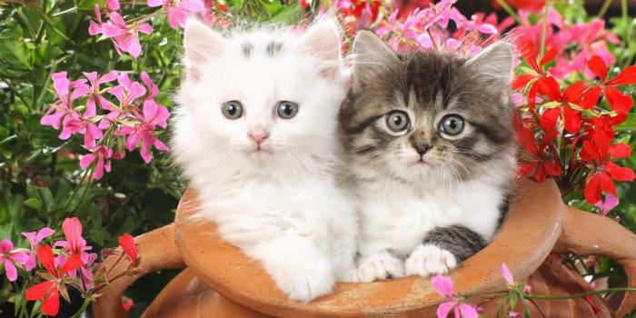 1920x1200 cute cats and kittens wallpaper Gallery (67+ images)