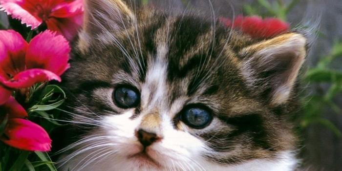 1024x768 Download Cats Cute Cat And Kitten Cats Kittens Wallpapers - Cute Cat