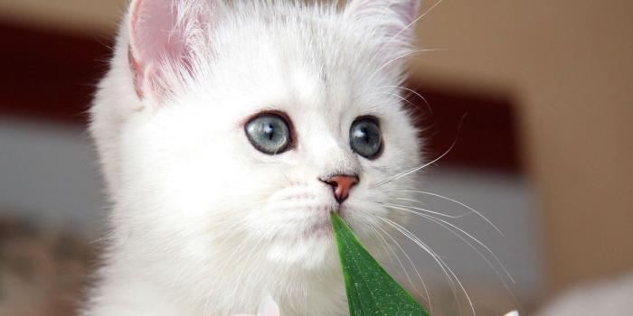 1280x800 Cute Kitten | cats | Kittens cutest, Cute cat breeds, Cute kittens