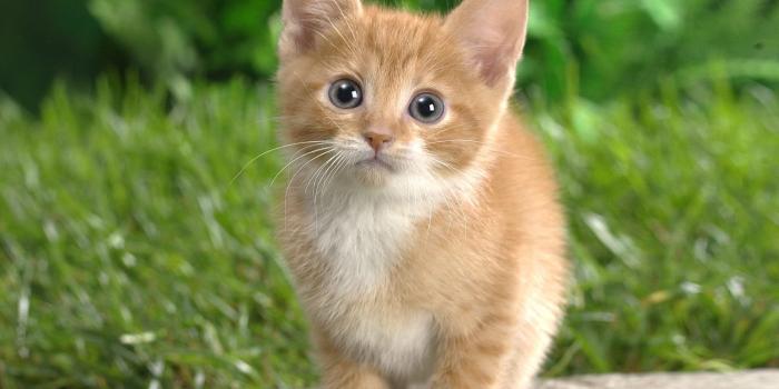 1600x1200 Cat Wallpapers - Wallpapers Browse