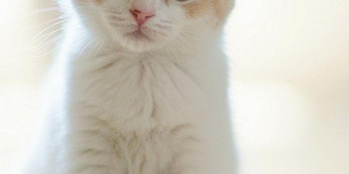 1080x1920 Cute Cat iPhone Wallpaper (87+ images)