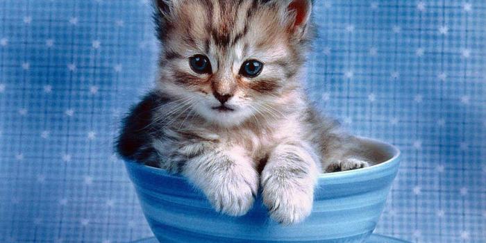 1280x800 Free Cute Kitten Wallpapers