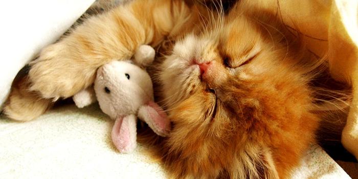 1366x768 75+] Cute Kitten Wallpapers on WallpaperSafari