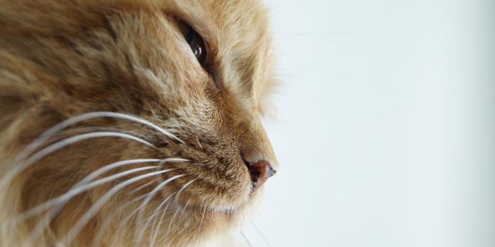 1920x1080 Kitten Wallpaper Beautiful Kitten Wallpaper Stunning - Ginger Cat