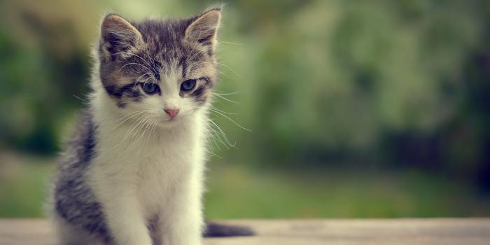 1920x1080 Beautiful Kitty - Katzen Hintergrund (41160561) - Fanpop