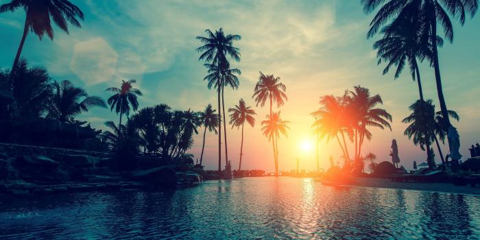 3000x2000 55+ Tropical Palm Tree Wallpapers - Download at WallpaperBro