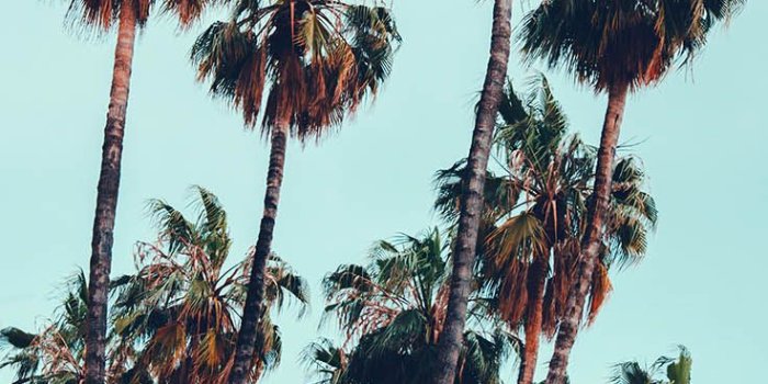 736x1308 Palm Tree Iphone Wallpaper Collection By Www - Wallpaper (#119056