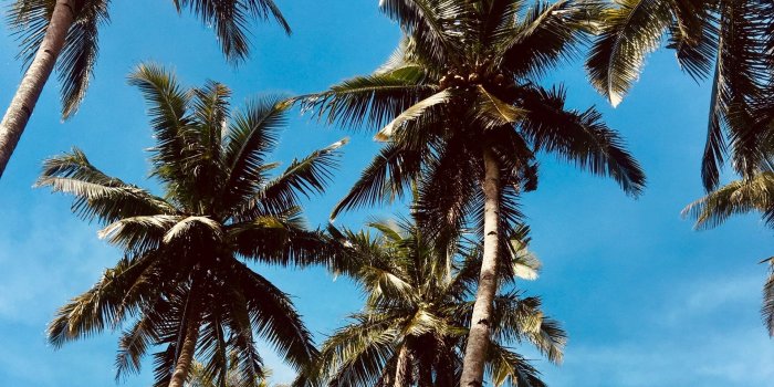 1920x1080 Download wallpaper 1920x1080 palm trees, sky, tropics, trees full hd