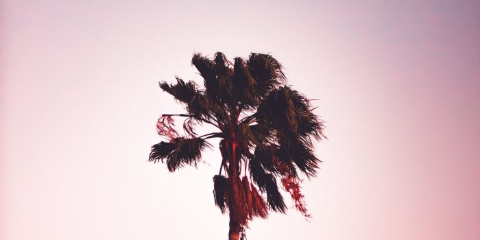 3456x5184 palm tree wallpaper for mobile background sing tree with white