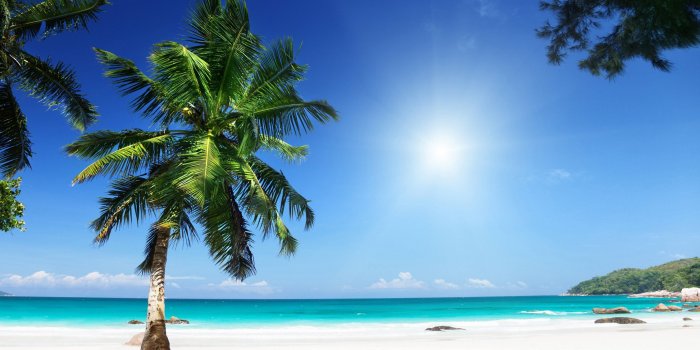 3840x2160 145 Palm Tree HD Wallpapers | Background Images