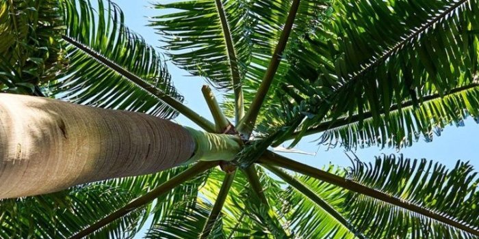 750x1334 Coconut, Wall, Ecosystem, Leaf, Palm Trees Wallpaper - Palm Trees