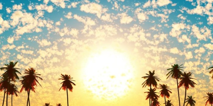 1125x2436 1125x2436 Palm Trees Reflection Sunset Iphone XS,Iphone 10,Iphone X