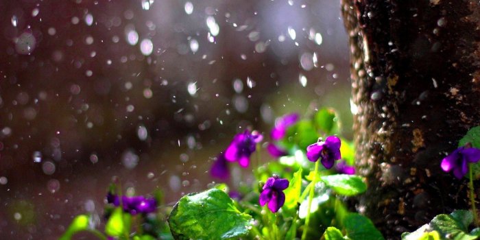1920x1200 Spring Rain Wallpaper for Desktop (69+ images)