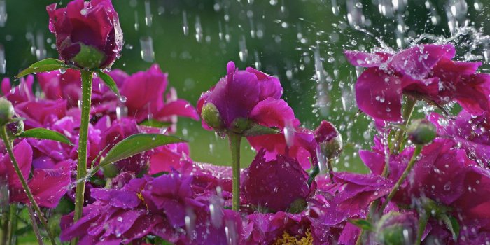 1920x1080 Spring Rain Wallpapers High Definition | Natures Wallpapers | Rain