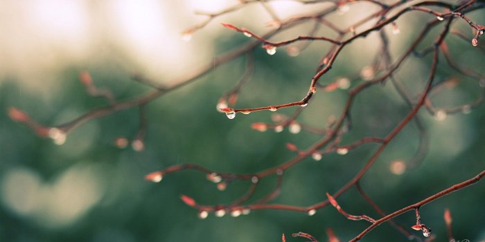1920x1080 Spring Rain Wallpapers High Quality | Natures Wallpapers in 2019