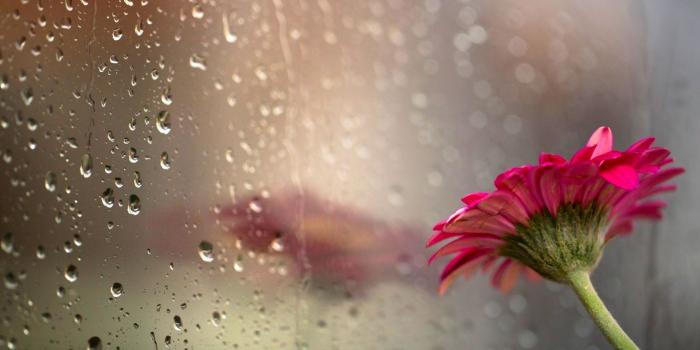 1920x1200 Spring Rain Wallpaper High Resolution | Natures Wallpapers in 2019