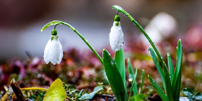 1600x1000 48+] Rainy Spring Desktop Wallpaper on WallpaperSafari