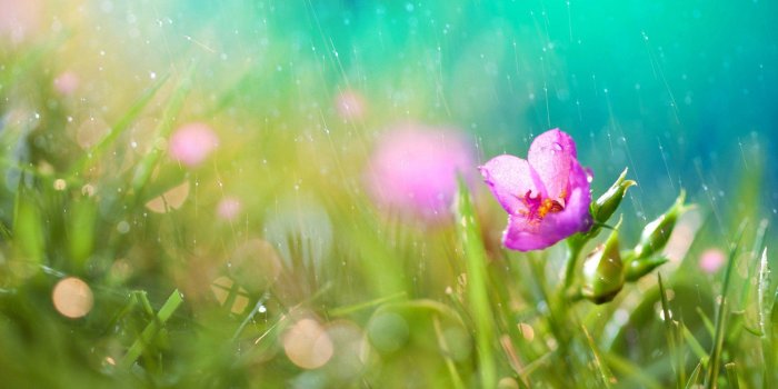 1920x1080 Just click download to download free Spring Rain Wallpaper For