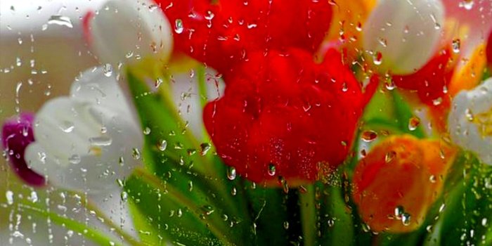 1920x1200 48+] Spring Rain Wallpaper for Desktop on WallpaperSafari