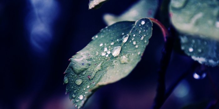 1920x1080 Spring Rain Over The Leaves Plant Wallpaper HD Wallpapers High