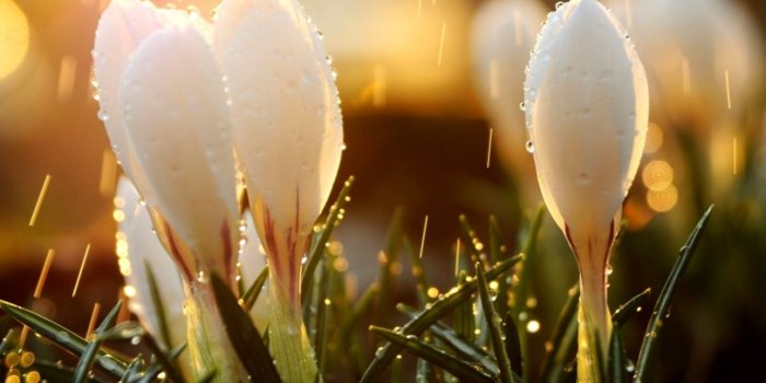 1288x945 Spring Rain Wallpapers | Bronze Wallpapers