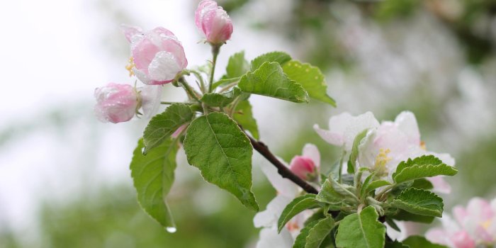 2560x1700 Apple flowers blossom flowering tree spring rain leaves macro