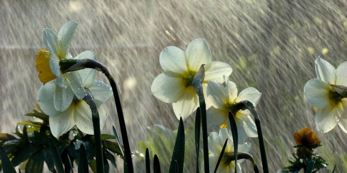 1920x1080 Nature Rain Wallpapers (61+ background pictures)