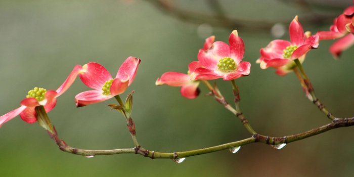 1440x900 Spring Rain Wallpapers High Quality Resolution Free Download