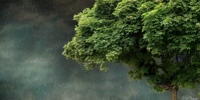 1920x1080 Spring rain wallpaper Gallery