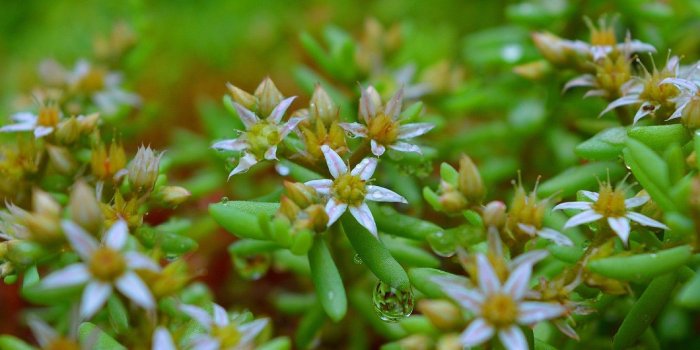 1332x850 Wallpaper Spring, Flowers, Flowers, Spring, Rain drops, Raindrops