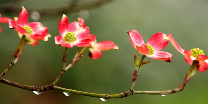 1561x1037 Spring Rain Wallpaper | Wallpapers Art