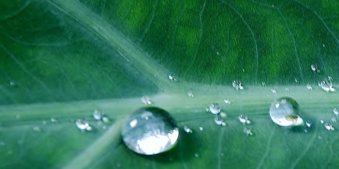 1242x2208 iPhonepapers.com | iPhone 8 wallpaper | no36-leaf-water-spring-green