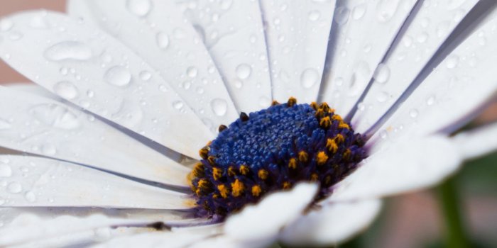 1242x2208 iPhone7papers.com | iPhone7 wallpaper | nd95-white-flower-nature