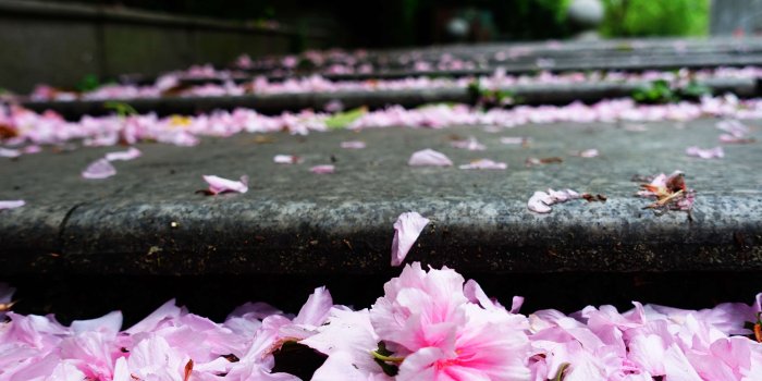 3840x2556 3090913 cherry blossom and spring rain 4k wallpaper and background