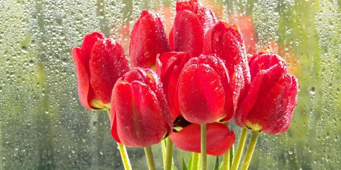 1600x1200 Spring Rain Pictures Gallery (55+ images)