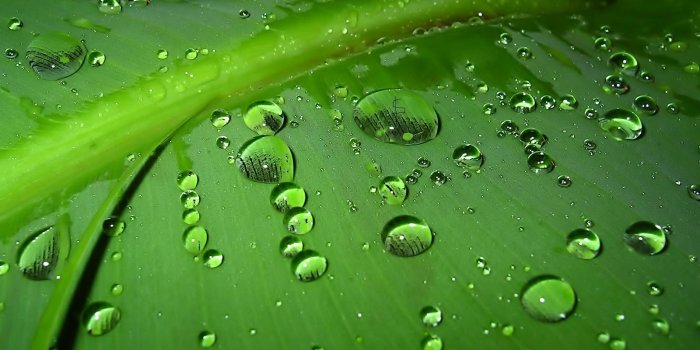 1600x1200 Spring Rain Wallpaper Desktop | Natures Wallpapers | Green leaf