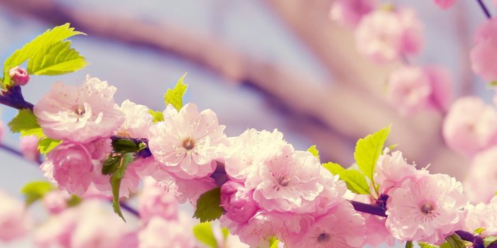 1920x1080 Download this awesome wallpaper - Wallpaper Cart