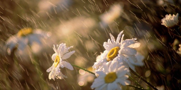 1600x1200 Nature Rain Wallpapers