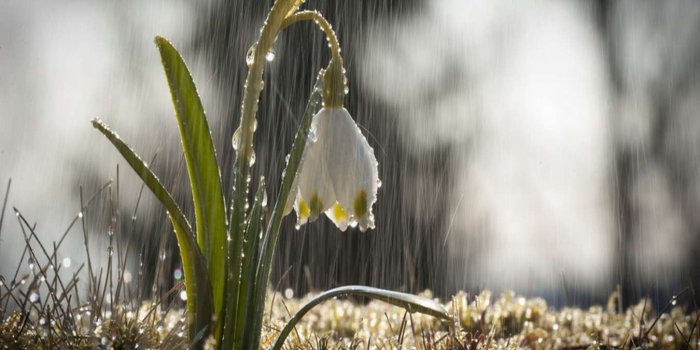 1350x950 Flower Nature Spring Rain Wallpaper For Iphone 5c ~ Flower HD 16:9