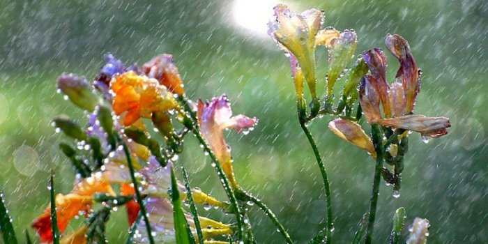 1024x768 Spring Rain Images - Reverse Search