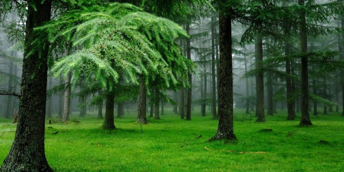 1920x1080 Spring Rain Wallpaper HD 1920x1080