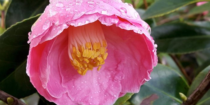 1332x850 Wallpaper Macro, Camellia, Macro, Drops, Blossom, Camellia