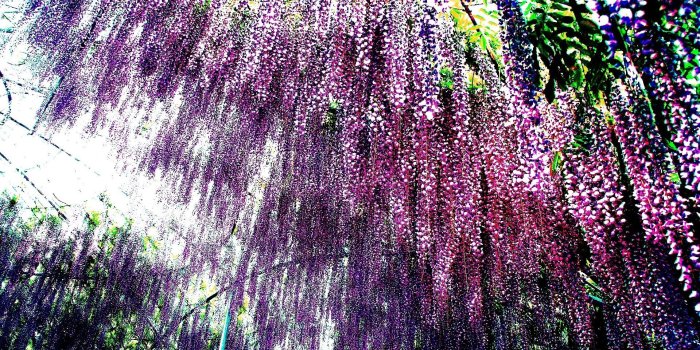 1920x1080 Flowers: Spring Rain Japan Wisteria Blossoms Nature Hd Flower