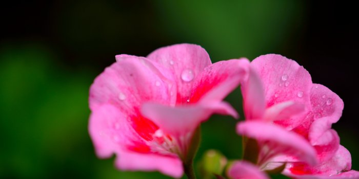 3000x2000 Pink Morning Flowers Spring Rain Flower Wallpaper 1080p ~ Flowers