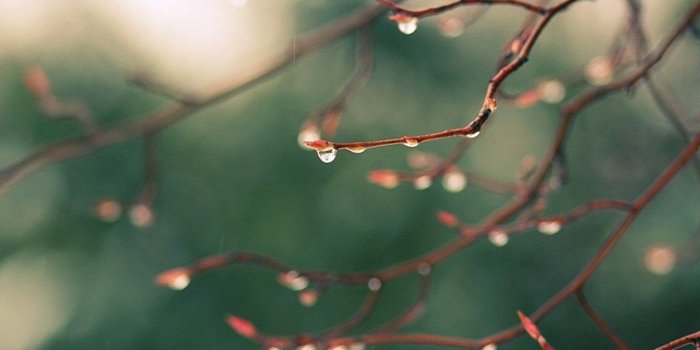 1280x1024 Spring rain wallpaper HD.jpg Desktop Background