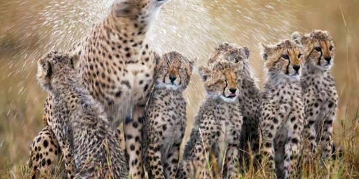 1920x1200 35+ Baby Cheetahs Animals Wallpapers - Download at WallpaperBro