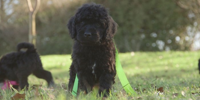 1920x1080 Baby Ruth - 7 Weeks